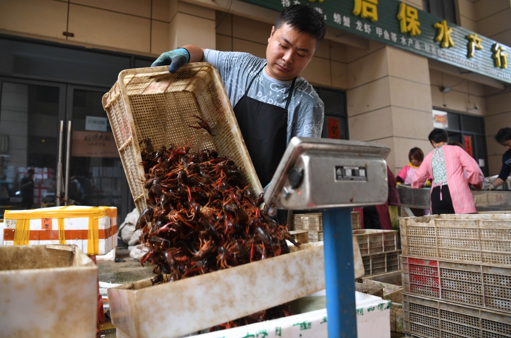 小龍蝦在中國部分地區已成為成為農民養殖增收脱貧的重要渠道。新華社