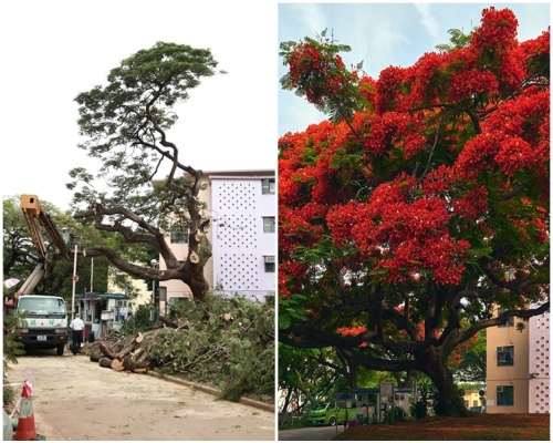 鳳凰木盛開及被斬斷後對比十分強烈。田進福的攝影專頁Edward Tin fb圖片