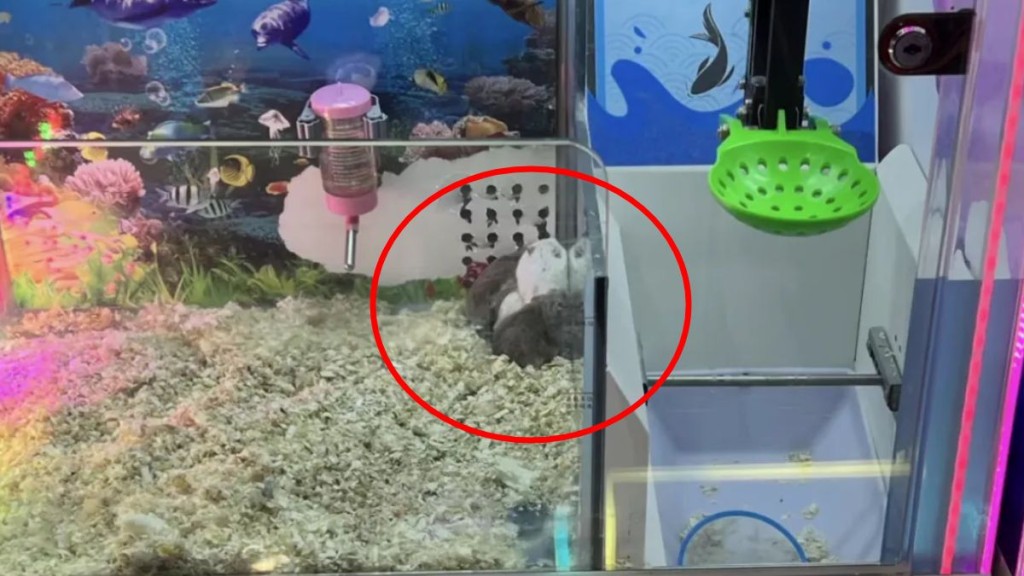 電玩城用活倉鼠作獎品。