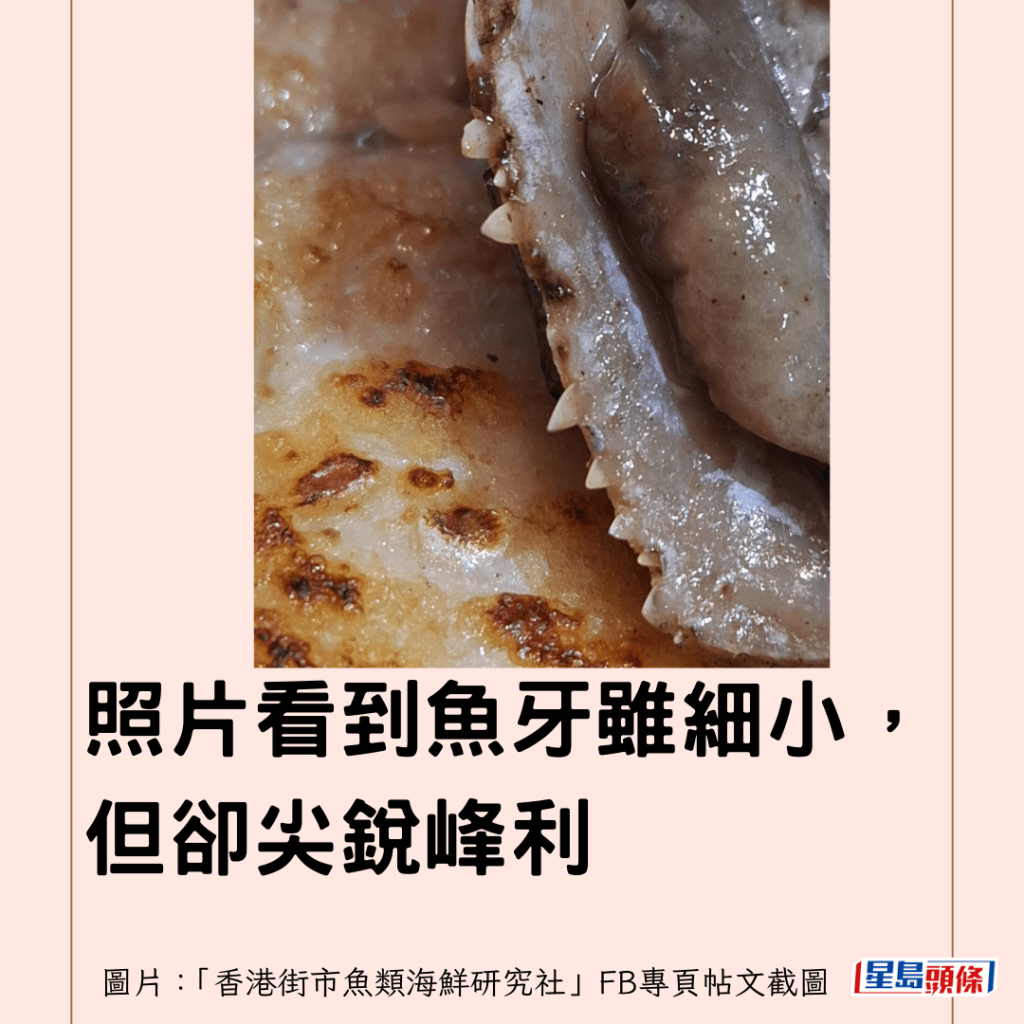  照片看到魚牙雖細小，但卻尖銳峰利