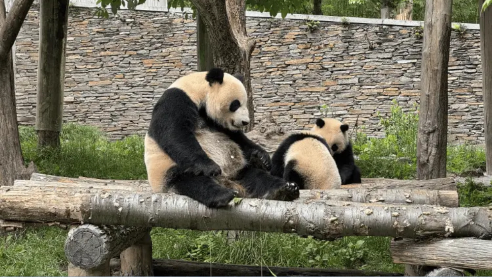 4人帶寵物進熊貓基地被終身禁入，今日起入園需自覺開包檢查。