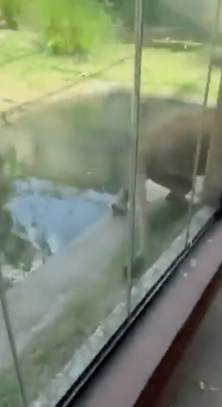 母獅見到馬查多翻牆闖入獅子展區，馬上有所行動。X@TrueCrimeUpdat