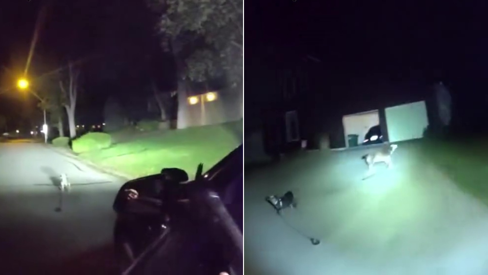 靈犬街頭攔警車，深夜狂吠引警員救起跌倒受困3小時主人。