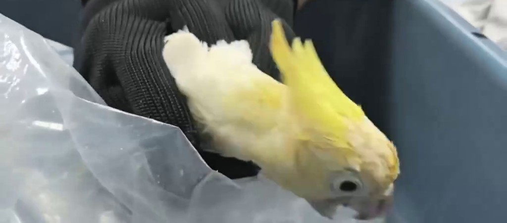 深圳湾男客棉手套内竟藏活体葵花凤头鹦鹉。 海关发布