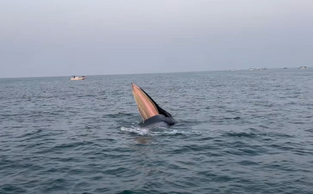 广西涠洲岛游客极近距离观鲸，导致鲸鱼周身伤痕。小红书＠Venus