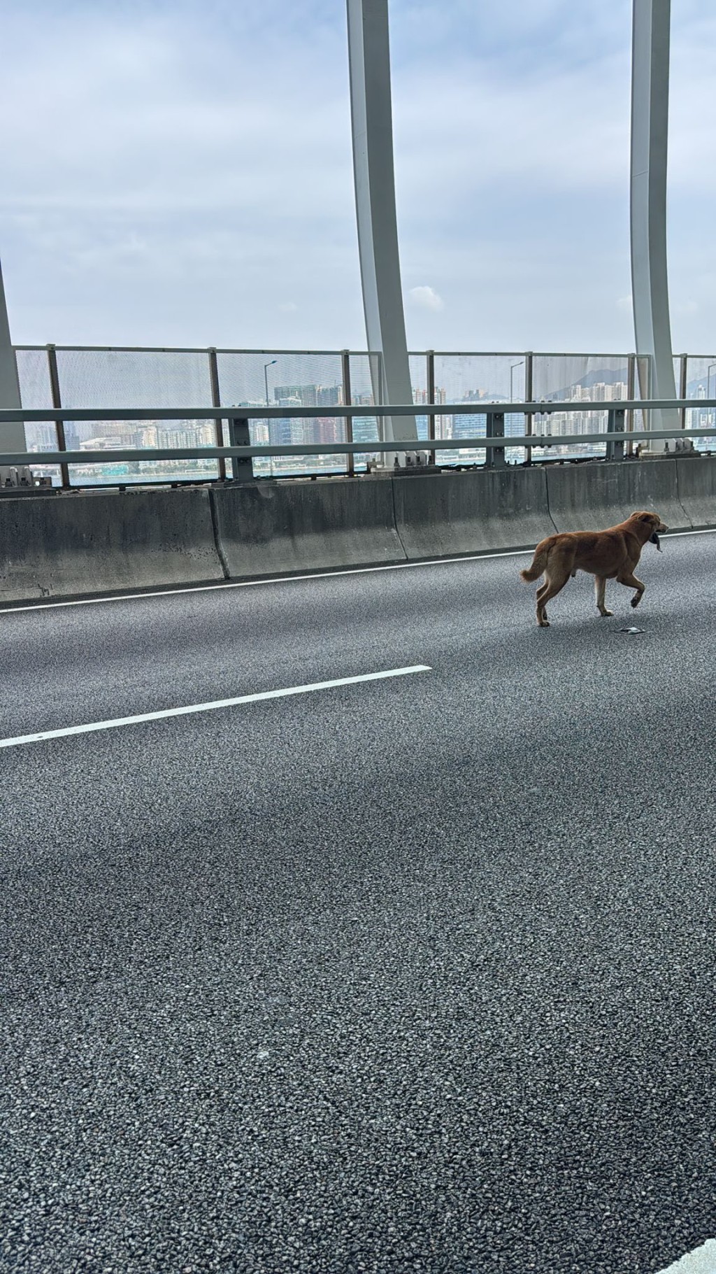 唐狗在東區走廊穿梭遊走。fb馬路的事 (即時交通資訊台) Bosco Chu圖片 