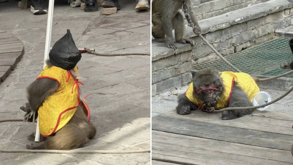 河南有景區的猴子表演被指責有虐畜之嫌。