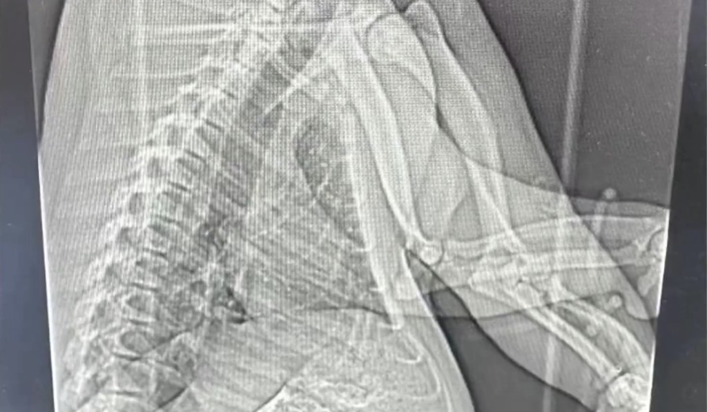 大熊貓「七七」照胸腹部 CT 。 網上圖片