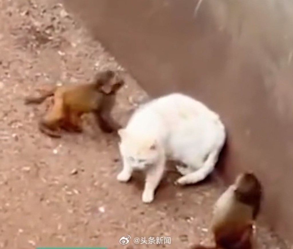 昆明市動物園介紹，猴群與貓共處是為了消除了鼠患。
