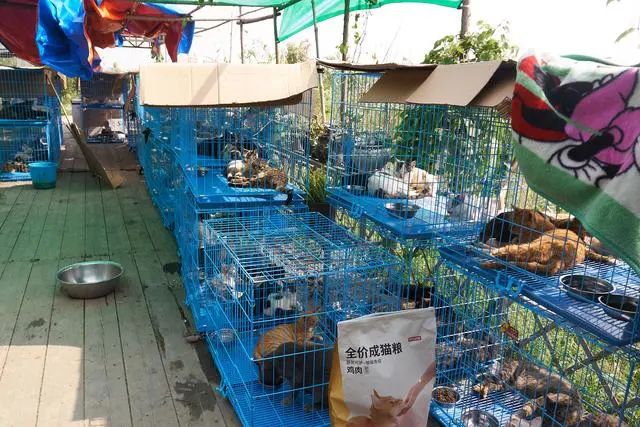 江蘇太倉，萌太奇貓狗莊園（臨時救助站）內展示的貓籠。網圖