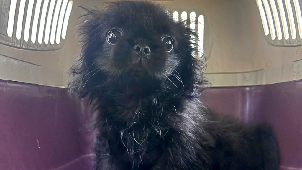 海關檢獲懷疑非法進口活犬。