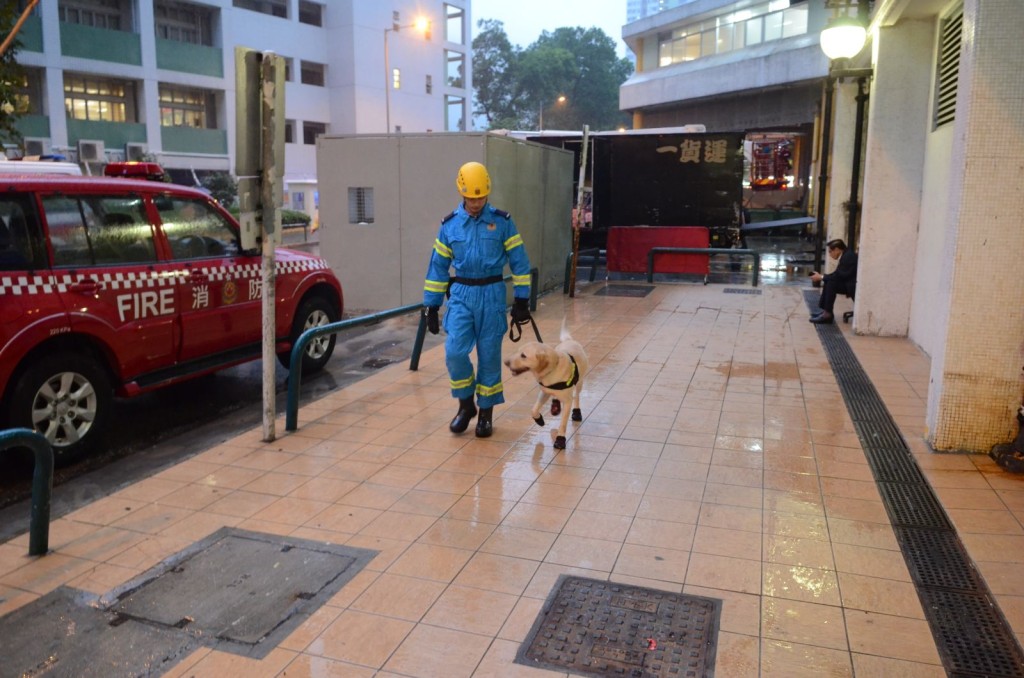 消防傍晚出動火警調查犬「巴斯」。李子平攝