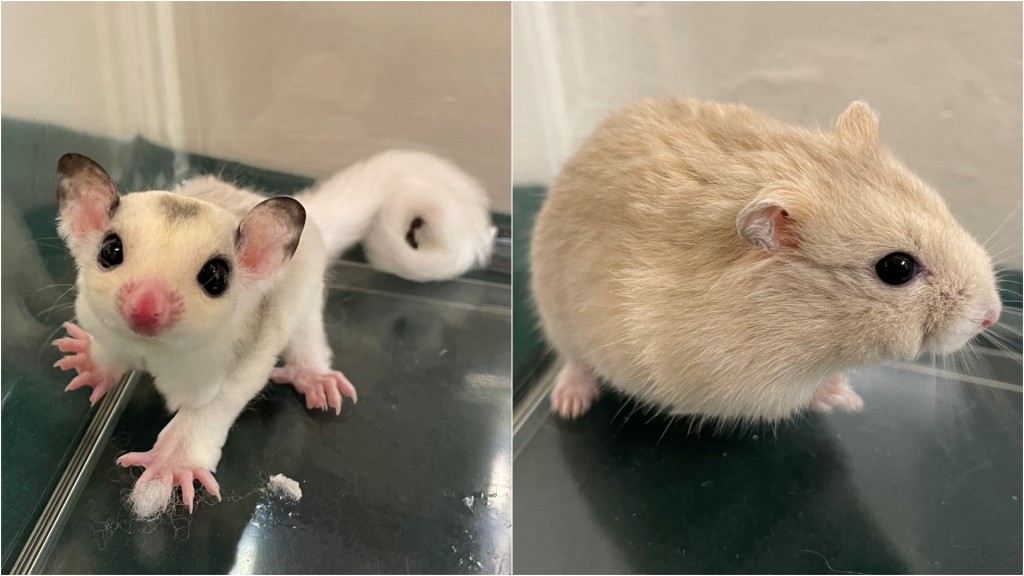 落馬洲23歲抵港女偷運11隻寵物鼠被捕 包括飛鼠老鼠倉鼠天竺鼠