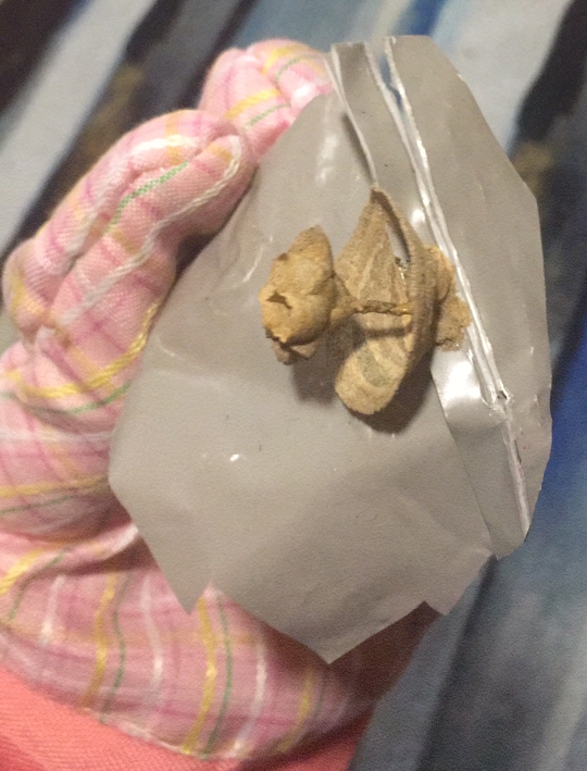 網民微波脷脷圖片