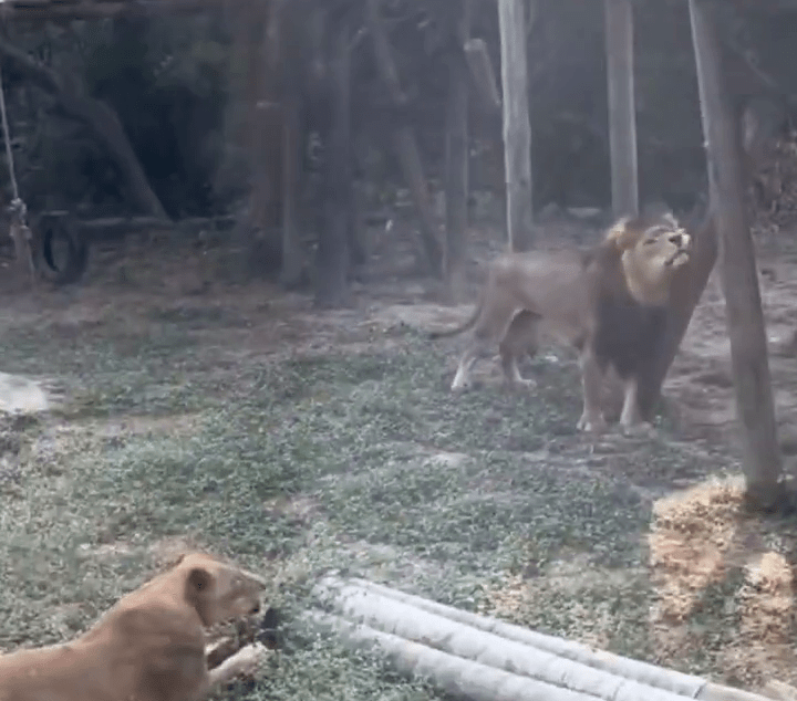 小獼猴遭母獅吃下肚，雄獅在旁偷看。社會事影音社群