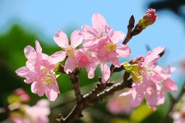 大埔海濱公園種有富士櫻以及墨染櫻兩種櫻花。（圖片來源:IG @ mcchen325）