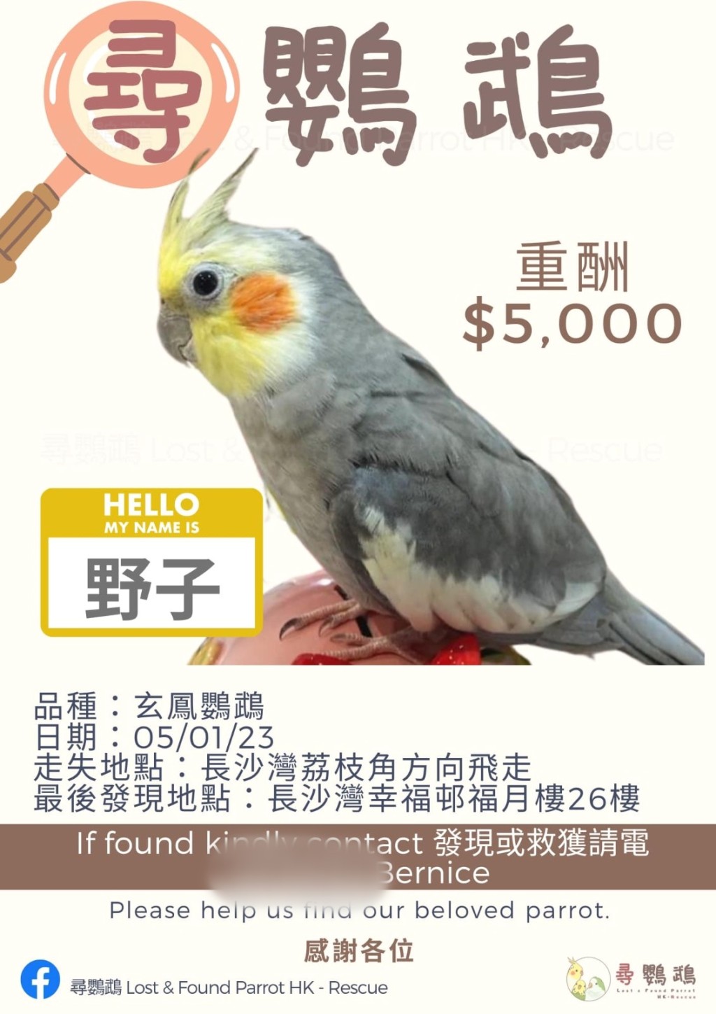 主人Bernice出5000元厚酬为要寻回「野子」。fb寻鹦鹉 （香港）Lost & Found Parrot HK-Rescue