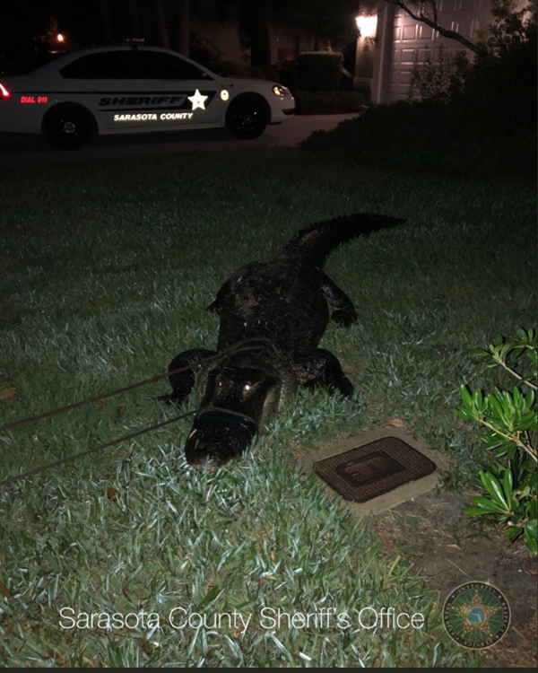 Sarasota Sheriff Twitter圖片