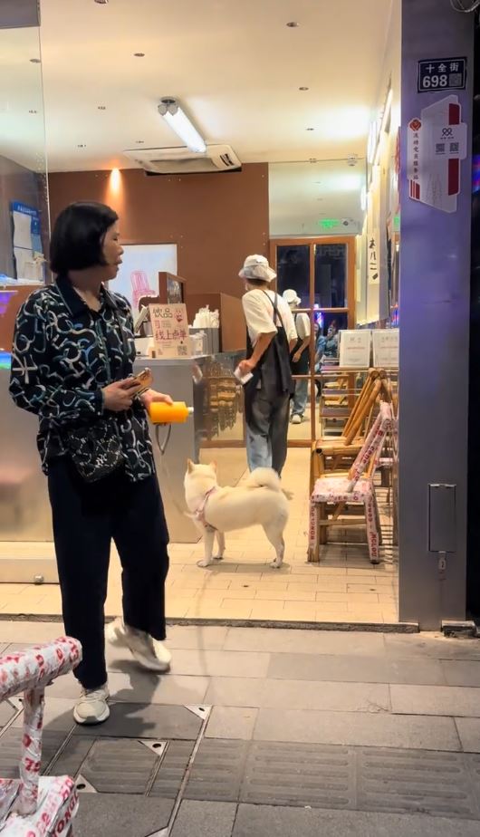 糖糖在十全街頗有人氣，是知名的為食狗。抖音