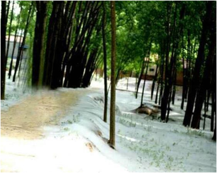 城管部门出动雾砲车，但树太高成效甚微。