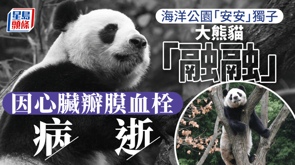 公主(左)和融融(右)。網圖