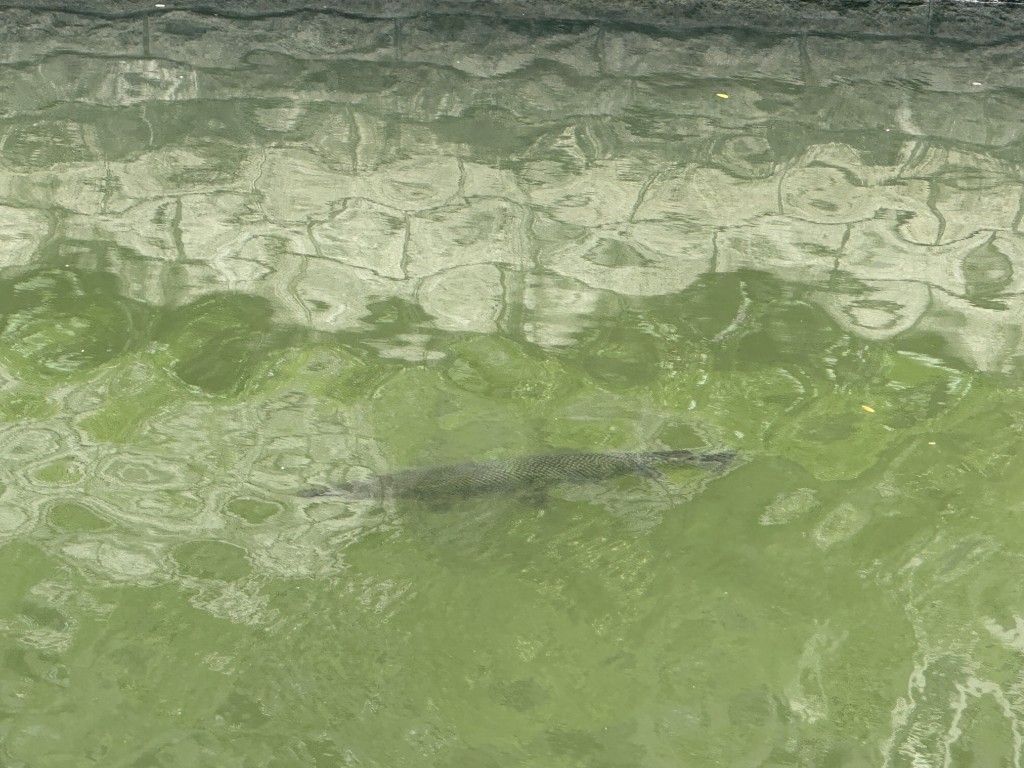 启德河发现1米长福鳄。梁国峰摄