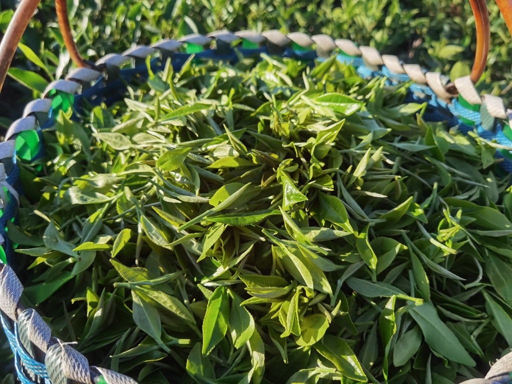 白露時初摘的茶葉