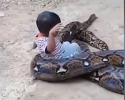 片中一名小男孩正在把玩巨蟒蛇。(網圖)