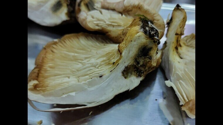 有毒的「月夜茸」外觀酷似秀珍菇和冬菇,容易被認錯。 和歌山市 有毒的「月夜茸」外觀酷似秀珍菇和冬菇,容易被認錯。 和歌山市