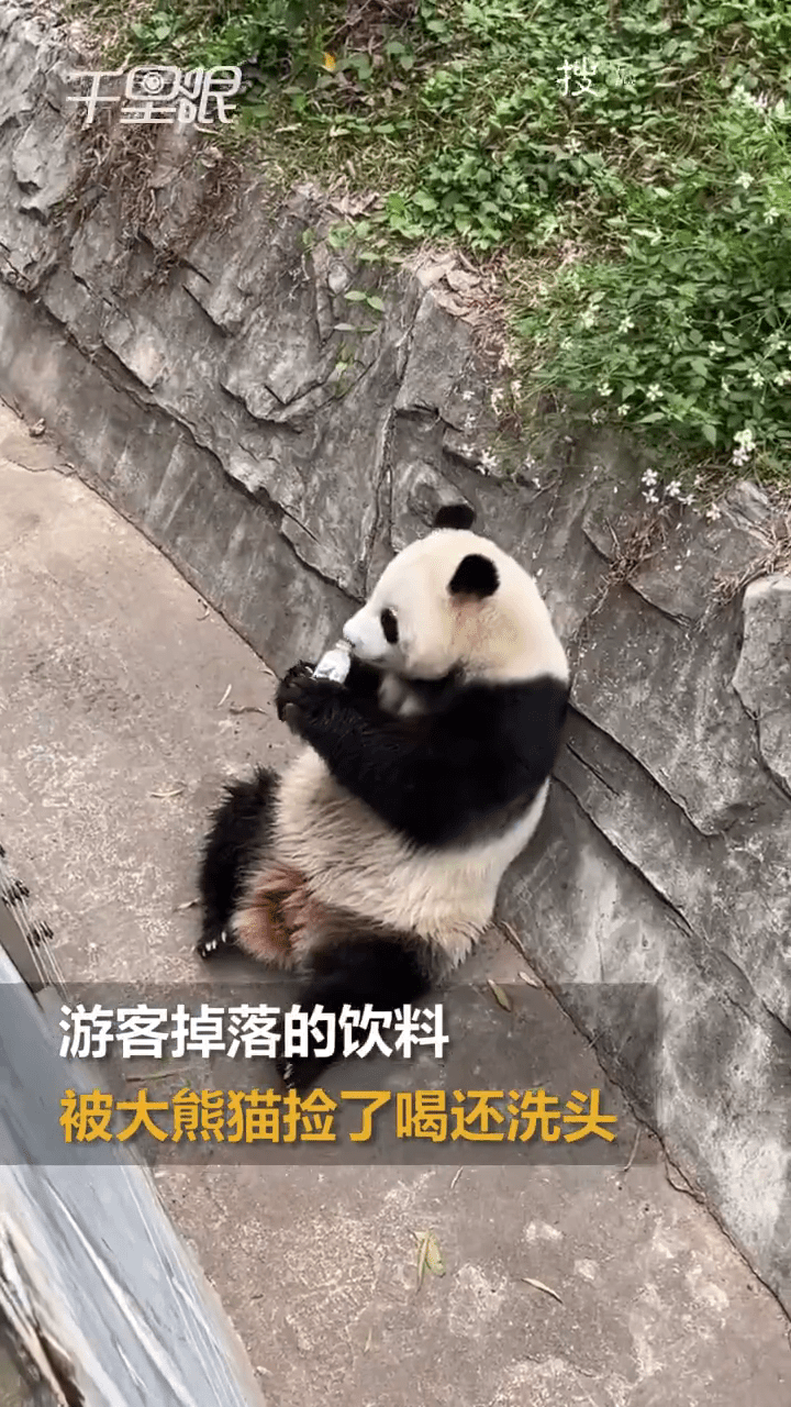 大熊貓雅一繼續用鼻子聞飲料。