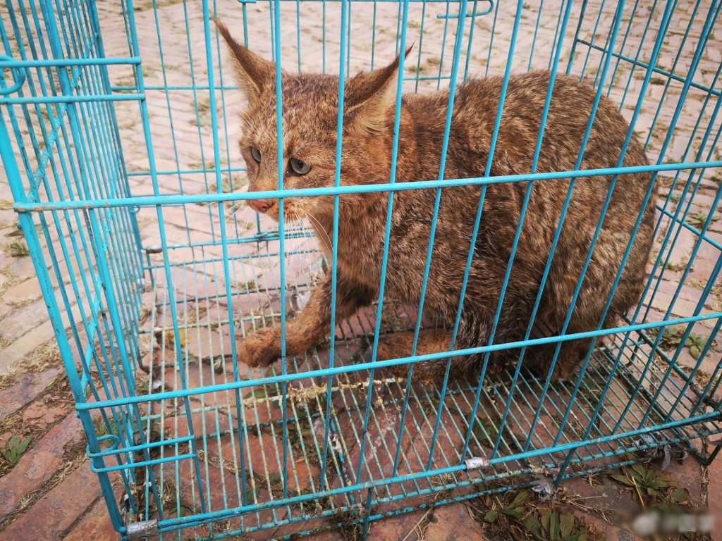 牠被救時左前肢股骨骨折。網圖
