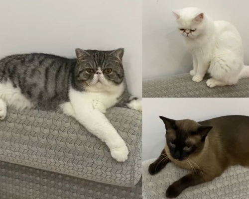 黑龍江有確診病人所養3隻愛貓因驗出有病毒，需被安樂死。 （片段截圖）