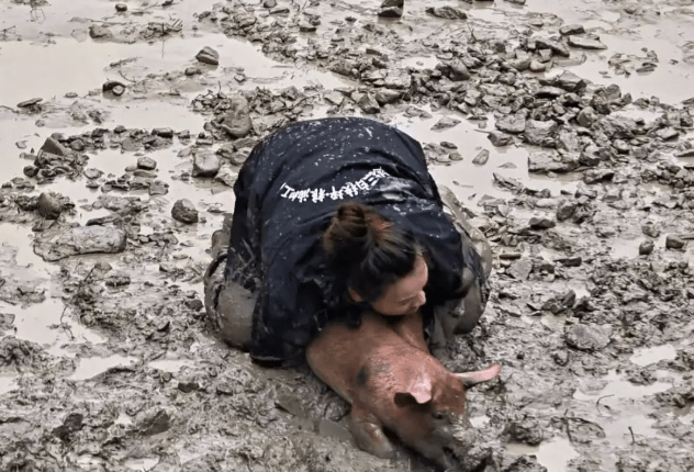 貴州一村舉辦「抓豬比賽」引起網友關注。極目新聞 貴州一村舉辦「抓豬比賽」引起網友關注。極目新聞