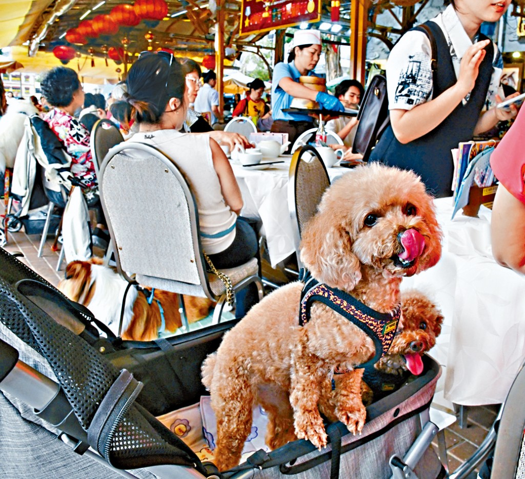 政府提出修例容許狗隻進入獲批准的食肆，食肆經營者可選擇是否申請容許狗隻進入。