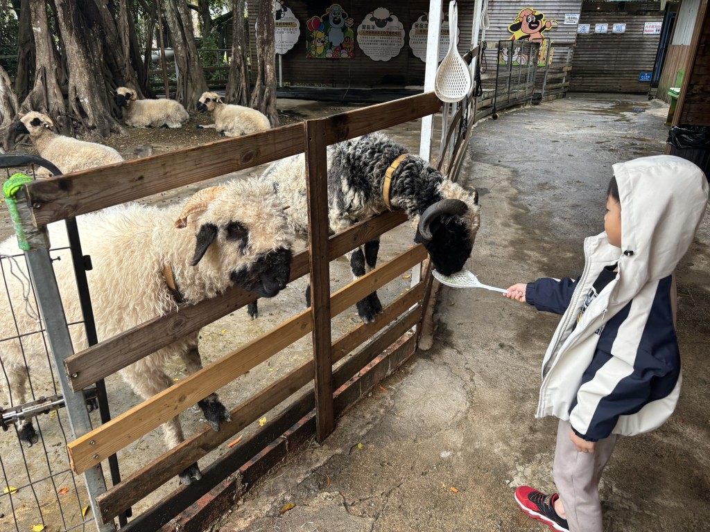 新春套餐的牧草可餵馬、山羊、兔子和園內獨有的熊貓羊。（圖片來源：《親子王》）