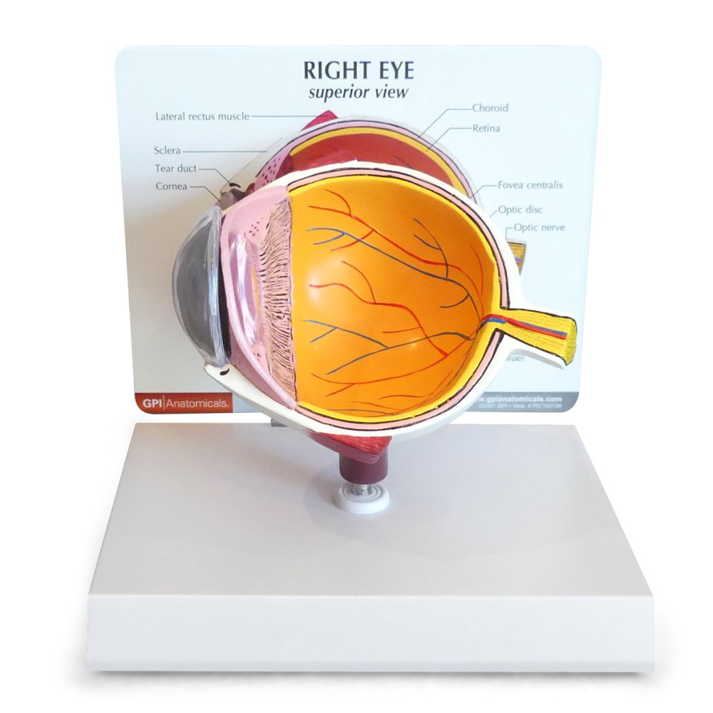 眼睛是全身唯一一個透明的器官，可直接檢視眼底血管、視網膜及視神經等組織。
