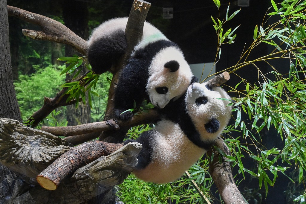 「蕾蕾」（下）和「曉曉」（上）在上野動物園玩耍。（新華社）