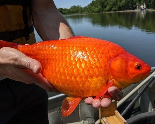 金魚會隨棲息環境大小調節體型，一旦進駐湖內會成為入侵物種。 網圖