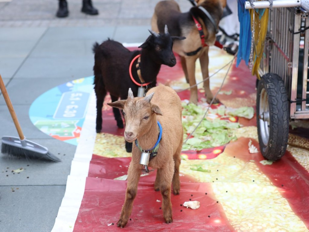 市集設有不同寵物,包括鸚鵡、山羊及兩棲爬行動物近距離接觸環節,讓市民了解不同寵物的習性與照料方式。 市集設有不同寵物,包括鸚鵡、山羊及兩棲爬行動物近距離接觸環節,讓市民了解不同寵物的習性與照料方式。