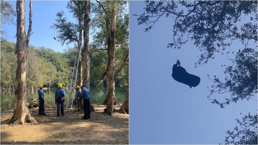 城門水塘烏鴉遭魚鈎纏困樹上 消防員「上山落水」救援 市民讚：世一！
