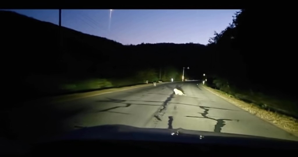 吉林一修車師傅夜遇虎群，一大四小在路上蹦跳。