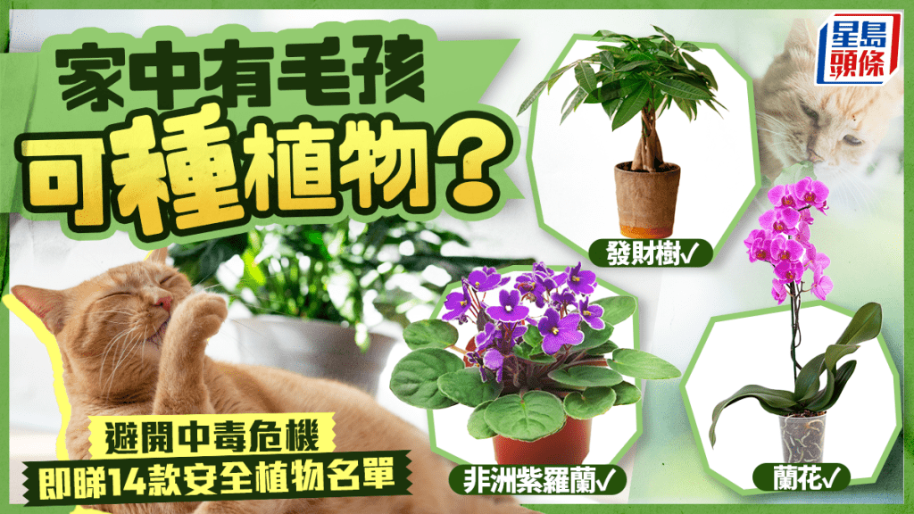 家中有毛孩可种植物？即睇14款植物安全名单 避开中毒危机