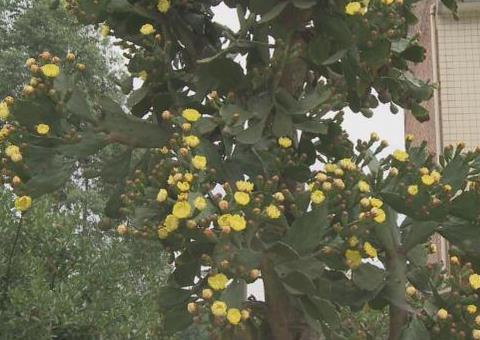 樹冠上開滿了一簇簇黃色小花。