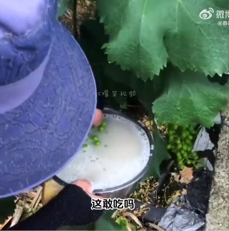 中间需使用不同农药，如植物生长调节剂、膨大剂等（图片来源：《阳光玫瑰葡萄的科技与狠活》截图）