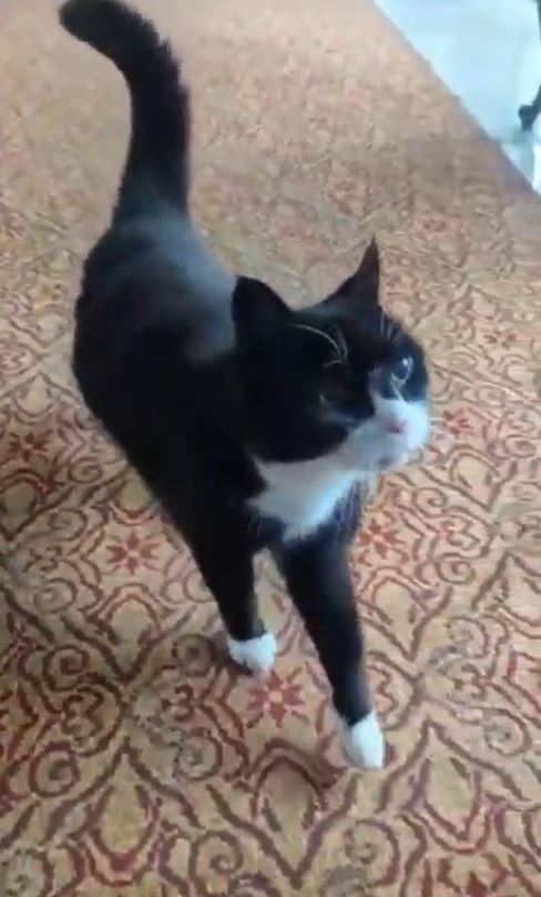 英國外交部前「捕鼠大臣」帕默斯頓逝世，享年12歲。Ｘ@DiploMog