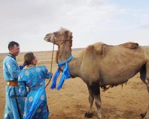 內蒙古一隻被賣駱駝行100公里回家。網上圖片