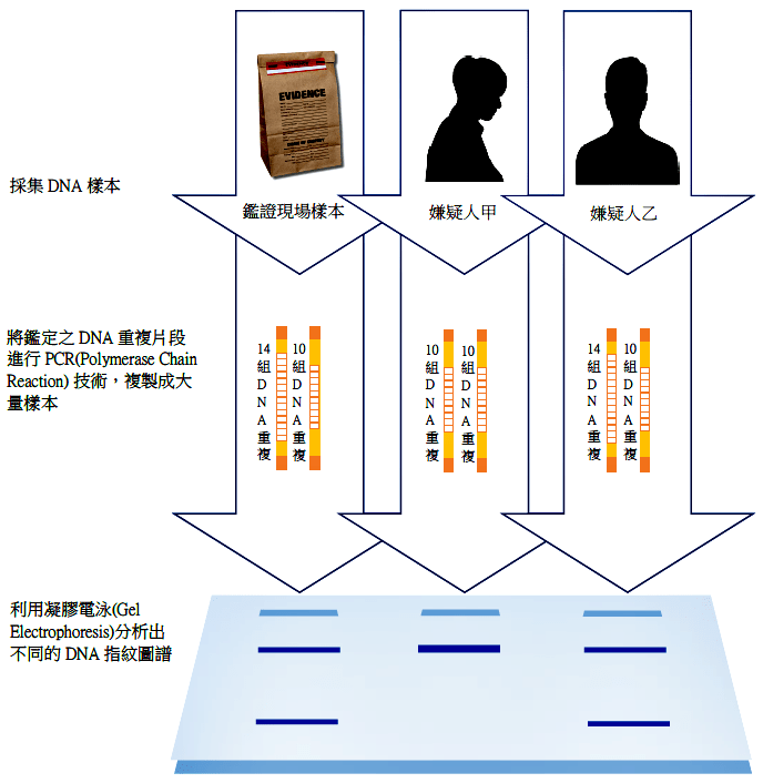 凝膠電泳分析DNA指紋圖譜原理 凝膠電泳分析DNA指紋圖譜原理