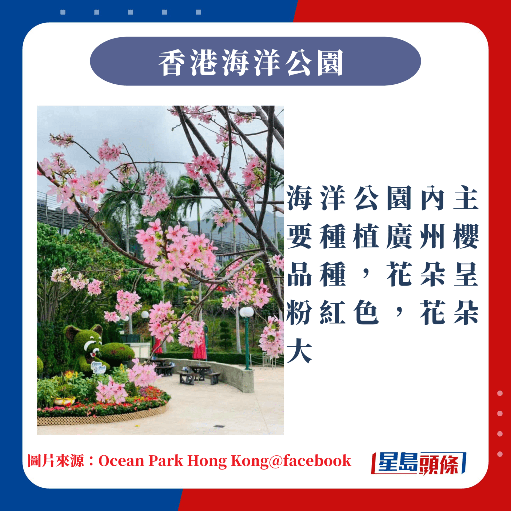 香港10大赏樱热点｜海洋公园内主要种植广州樱品种，花朵呈粉红色，花朵大