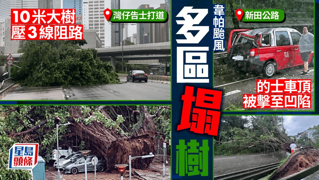 韋帕颱風｜多區最少363宗塌樹 沙田小瀝源10米大樹連根拔起壓3車