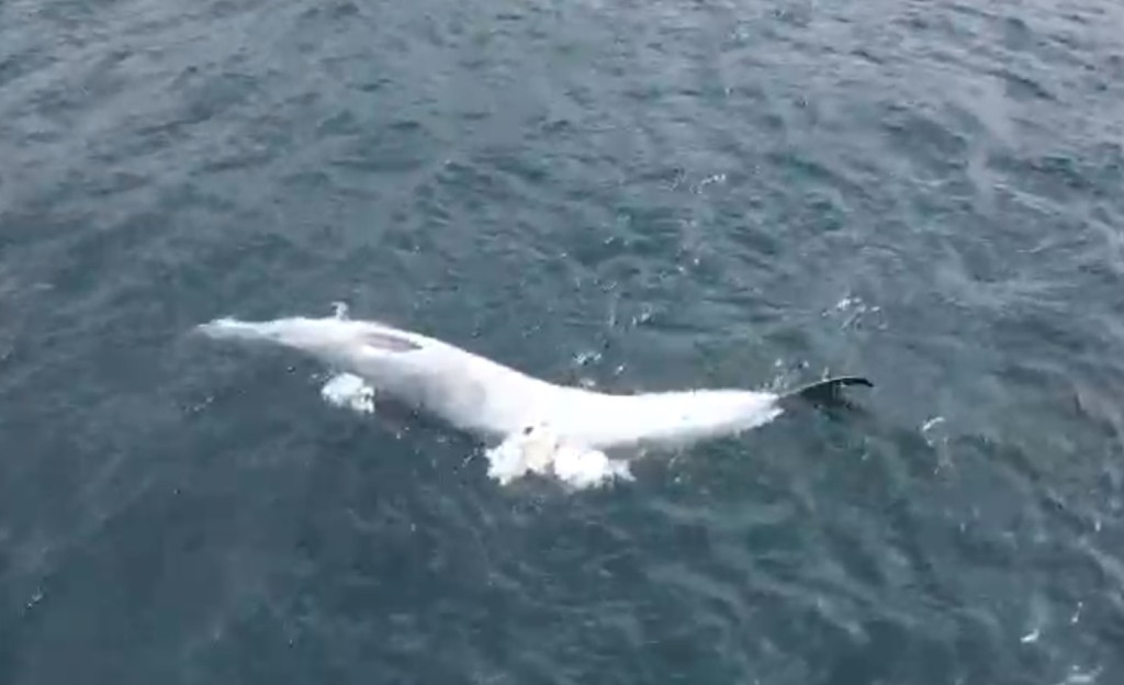 鯨魚浮屍海上。